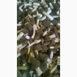 Продам грибы Сморчки-свежие и сушенные