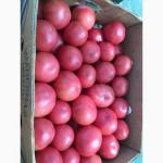 Куплю рожевий помідор