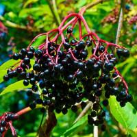 Бузина оригінал ш/з продам