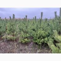 Продам новорічні ялинки (сосна звичайна)