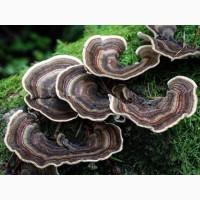 Продам сухий траметес різнобарвний