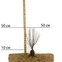 Саджанці смородини на штамбі Вернісаж