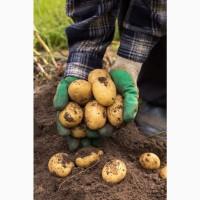 Куплю Картоплю