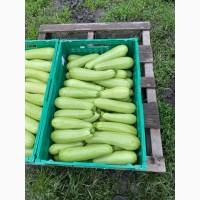 Продаємо кабачки сорт Марсело, Київська область