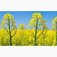 Агрокомпанія купує Ріпак по всій Україні