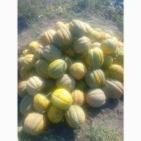 Продам СОКОВИТУ свіжу диню (Ефіопка)