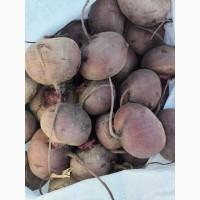 Продам товарний буряк, сорт Зеппо