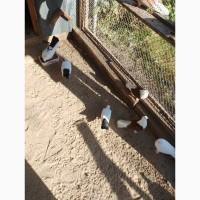 Миколаївські голуби