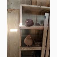 Миколаївські голуби