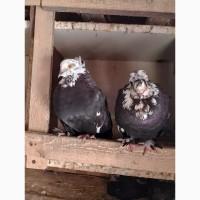 Миколаївські голуби