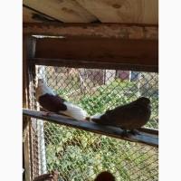 Миколаївські голуби