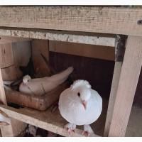 Миколаївські голуби