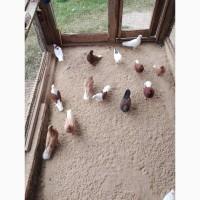 Миколаївські голуби