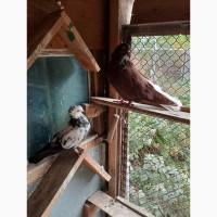 Миколаївські голуби