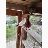 Миколаївські голуби