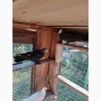 Миколаївські голуби