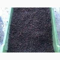 Купуємо бузину заморожену, вся Україна, оптом