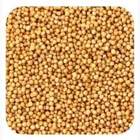 Продам гірчицю білу чистота 99.9