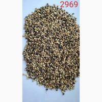 Продам сорго біле, червоне - 750т., с/г виробник