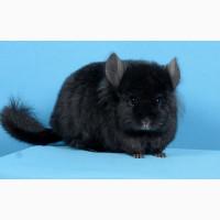 Шиншила дівчинка естра темна ебоні ангора носійка фіолету