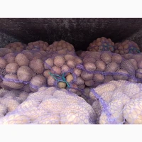 Продам товарну велику картоплю сорт Бела роса