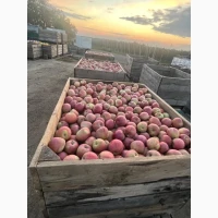 Продам яблука:Голден; Фуджі; Джеромін; Гала експертноі якості Вінницька обл.м.Немирів