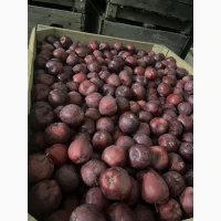 Продам яблука:Голден; Фуджі; Джеромін; Гала експертноі якості Вінницька обл.м.Немирів