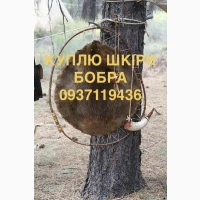 Купуємо сухі не солені шкіри бобра без мʼяса та жиру шкури бобра