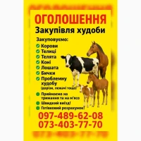 Закупівля великої рогатої худоби