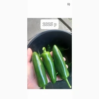 Перець халапеньо