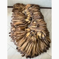 Продам шкіри шкури куниці куница