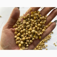 Продам сою оптом | хороші показники якості
