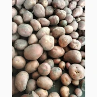Продам картопю
