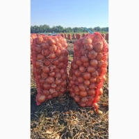 Продам лук оптом с поля