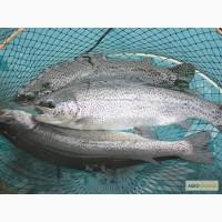 Продам форель товарную 300-400 грам