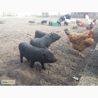 Корейські (вьєтнамські) свині