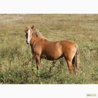 Продам кобылку 3, 5 года