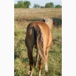 Продам кобылку 3, 5 года