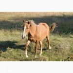 Продам кобылку 3, 5 года