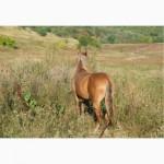 Продам кобылку 3, 5 года