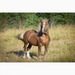 Продам кобылку 3, 5 года