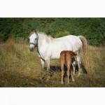 Продам кобылку 3, 5 года