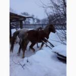 Продам кобылку 3, 5 года