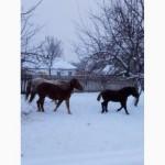 Продам кобылку 3, 5 года