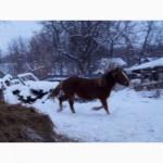 Продам кобылку 3, 5 года