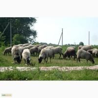 Вівці романівської породи