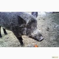 Продам кабана