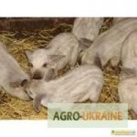 Продам поросят мангал