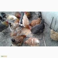 Продам інкубаційні яйця домашніх курей