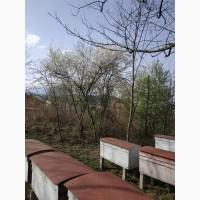Пчелопакеты, бджолопакети можлива доставка
